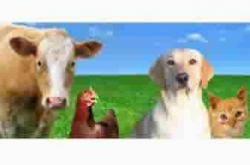 produtosveterinariosbutanta1393949156